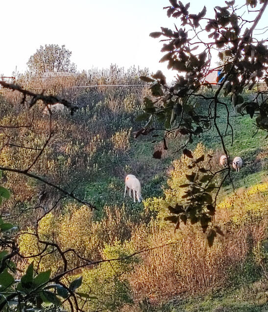 HOLISTIC GRAZING MANAGEMENT